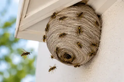 Feuerwehrleute bereiten sich auf ein Wespennest entfernen vor. Wespen schwirren um ihr Nest unter einem Dachvorsprung.