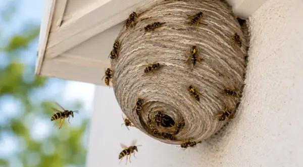 Feuerwehrleute bereiten sich auf ein Wespennest entfernen vor. Wespen schwirren um ihr Nest unter einem Dachvorsprung.